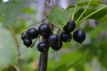 Секреты успешной посадки смородины осенью: советы и рекомендации