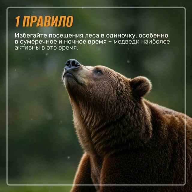 Госохотнадзор напоминает о правилах при встрече с бурым медведем Госохотнадзор напоминает о правилах при встрече с бурым медведем