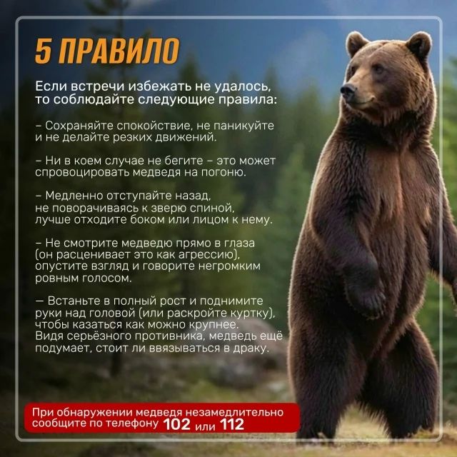 Госохотнадзор напоминает о правилах при встрече с бурым медведем Госохотнадзор напоминает о правилах при встрече с бурым медведем