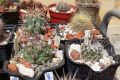Турбиникарпусы: «Карлики» кактусового мира