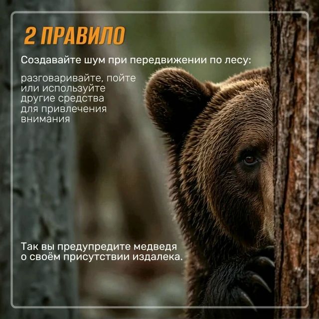 Госохотнадзор напоминает о правилах при встрече с бурым медведем Госохотнадзор напоминает о правилах при встрече с бурым медведем