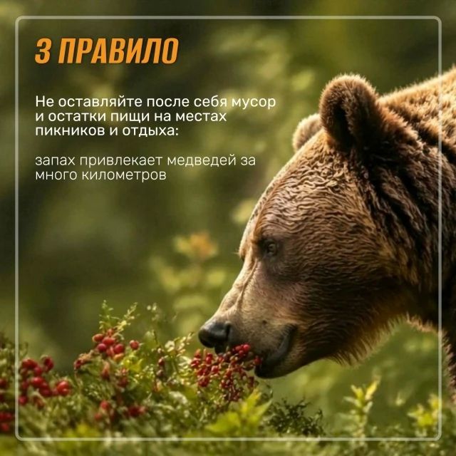 Госохотнадзор напоминает о правилах при встрече с бурым медведем Госохотнадзор напоминает о правилах при встрече с бурым медведем