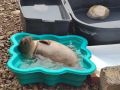 В Магадане выпустили в Охотское море третьего за год спасенного детеныша нерпы