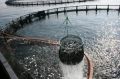 Российская аквакультура продолжит развивать собственную селекцию и создавать новые высокопродуктивные линии востребованной рыбы