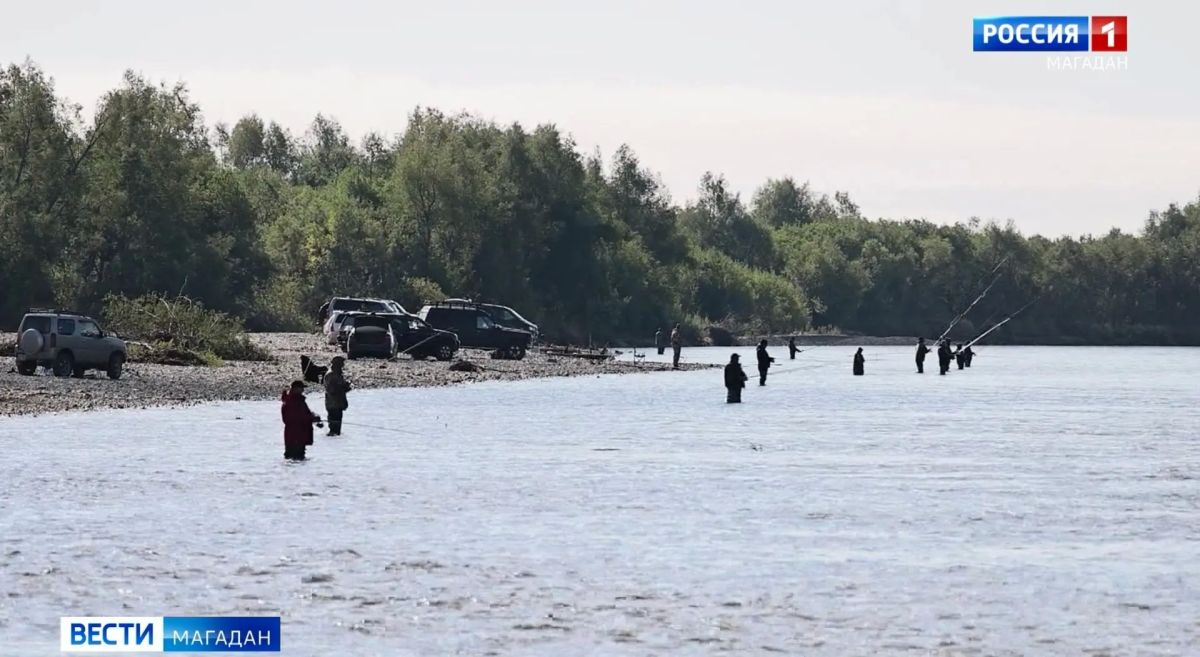 Цена горбуши будет доступной на Колыме