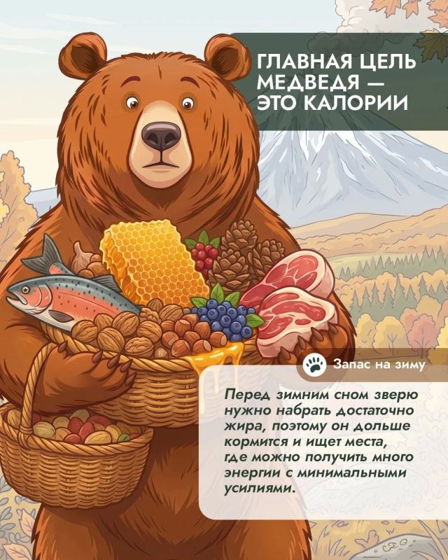 Почему осенью медведи оказываются рядом с людьми чаще? Почему осенью медведи оказываются рядом с людьми чаще?